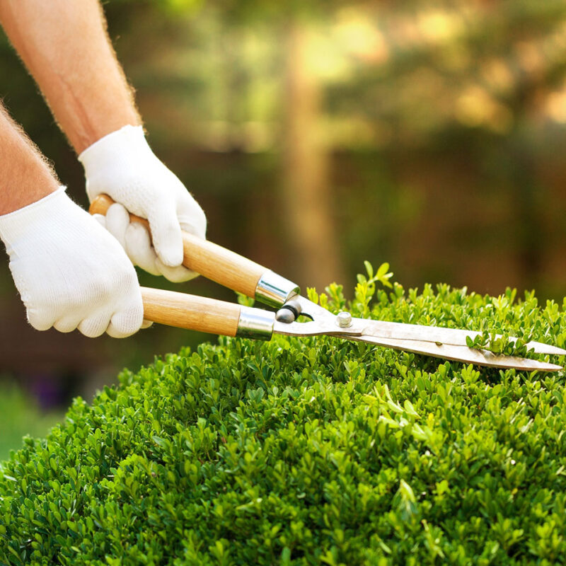 MANUTENTORE DEL VERDE